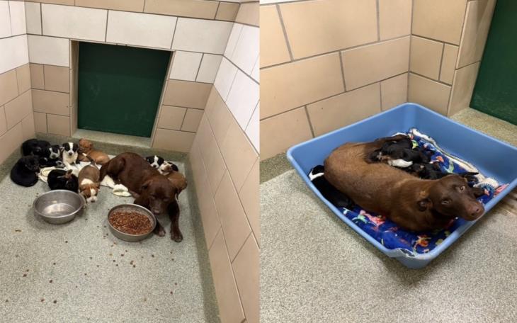 LAS Seeks Medical Foster Care for Nine Puppy Litters