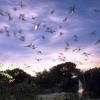 Bat Flight at the Devil's Sinkhole Rocksprings (Contributed/TPWD)