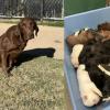 Lubbock Animal Services Seeks Foster Home for 12 Puppies and Their Mother