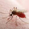 A locally transmitted case of dengue fever has been recorded in Cameron County, Texas.