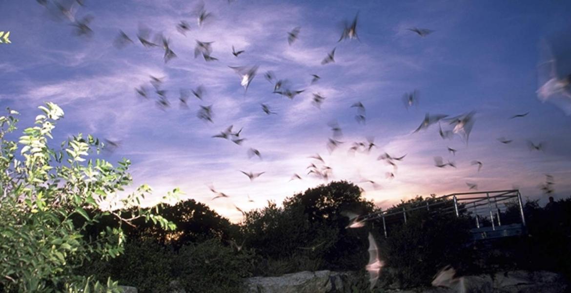 Bat Flight at the Devil's Sinkhole Rocksprings (Contributed/TPWD) Bat Flight at the Devil's Sinkhole Rocksprings (Contributed/TPWD)