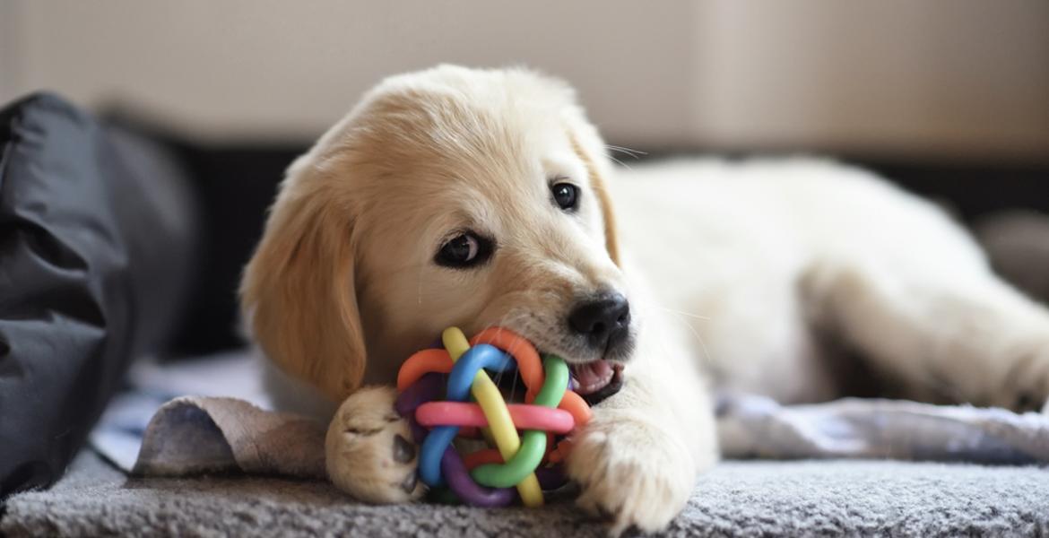 Dog Chewing Toy