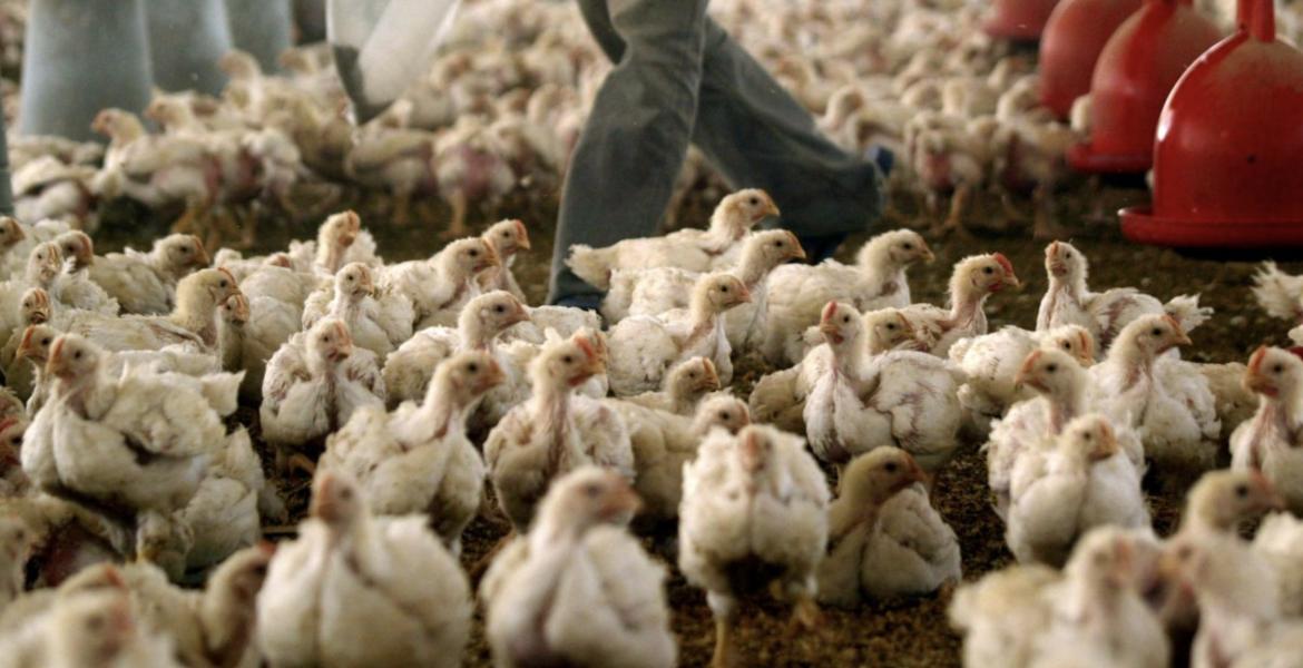 First U.S. Death from H5N1 Bird Flu Confirmed in Louisiana